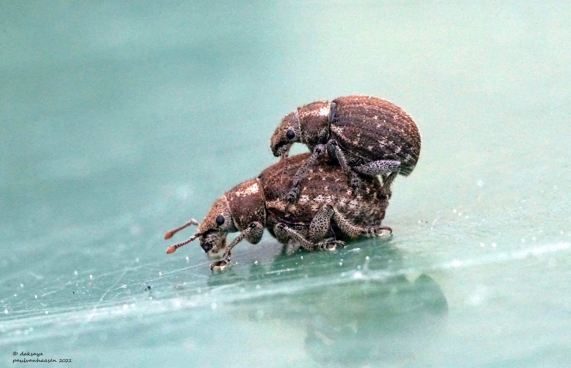 Welke snuitkever soort?